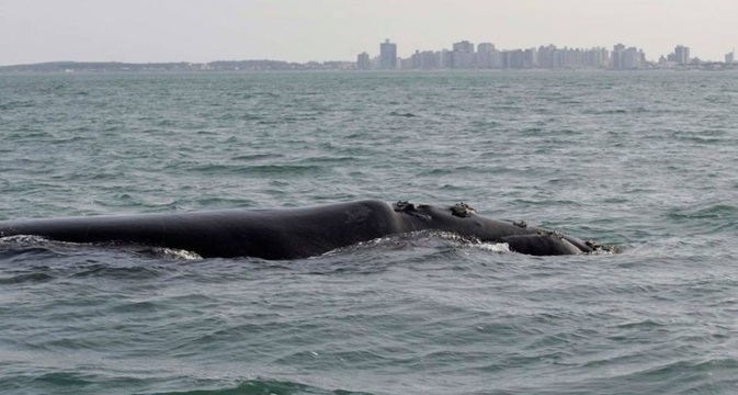 DESTACAN EL AVISTAJE DE BALLENAS EN MIRAMAR