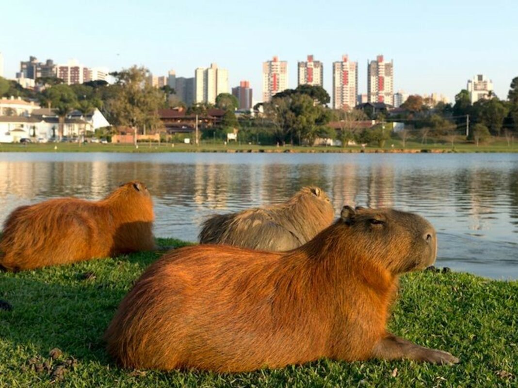 PRESENTAN PROYECTO DE LEY PARA PROTEGER LA FAUNA LOCAL