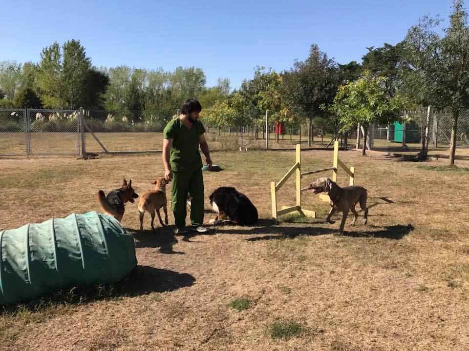 ADVIERTEN SOBRE LA PELIGROSIDAD EN PERROS